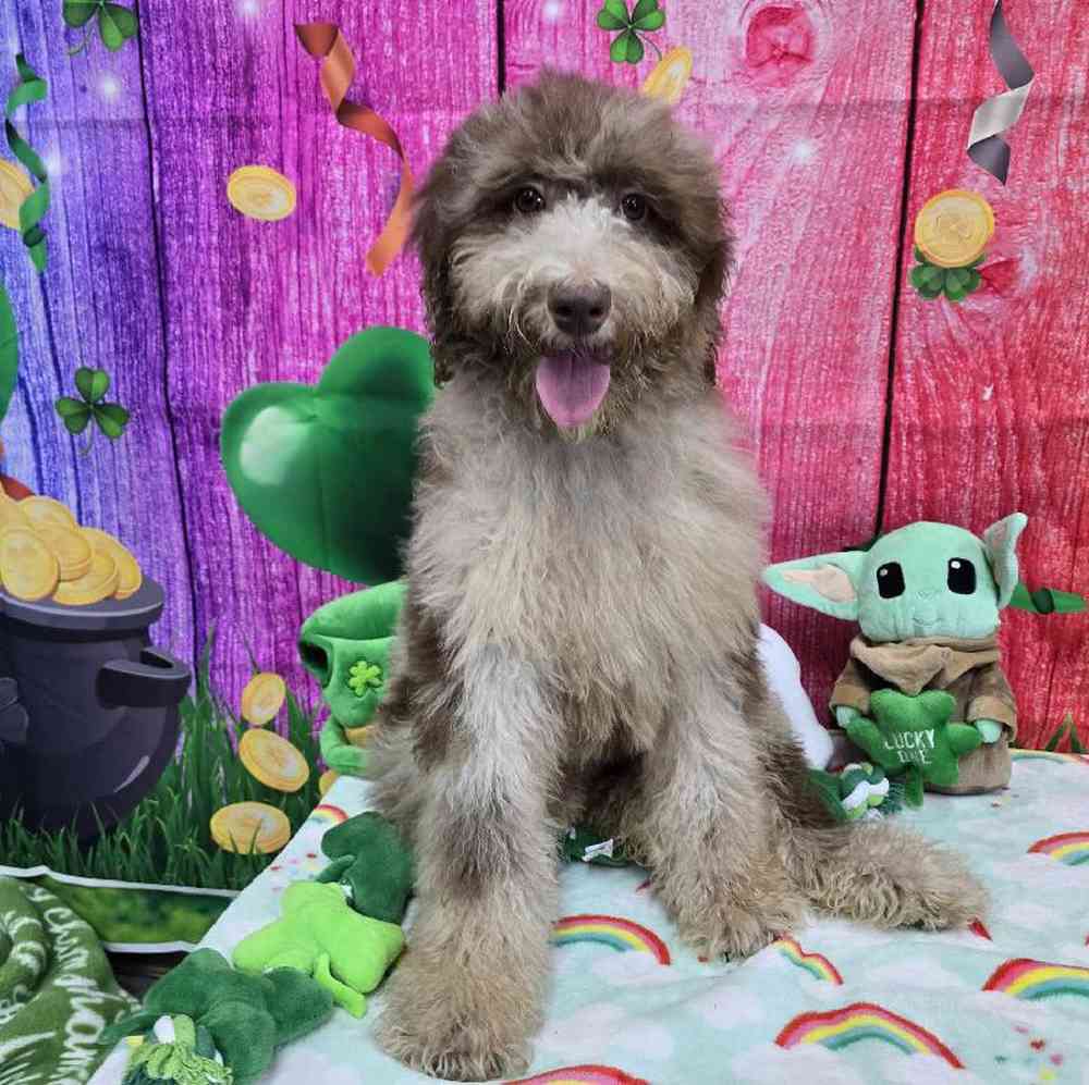 Female Standard Poodle Puppy for Sale in Virginia Beach, VA