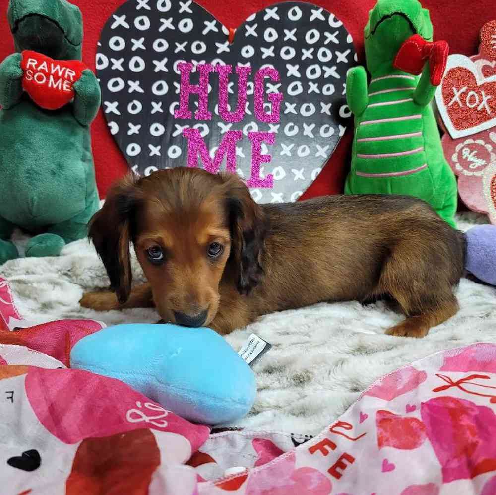 Male Dachshund Puppy for Sale in Virginia Beach, VA