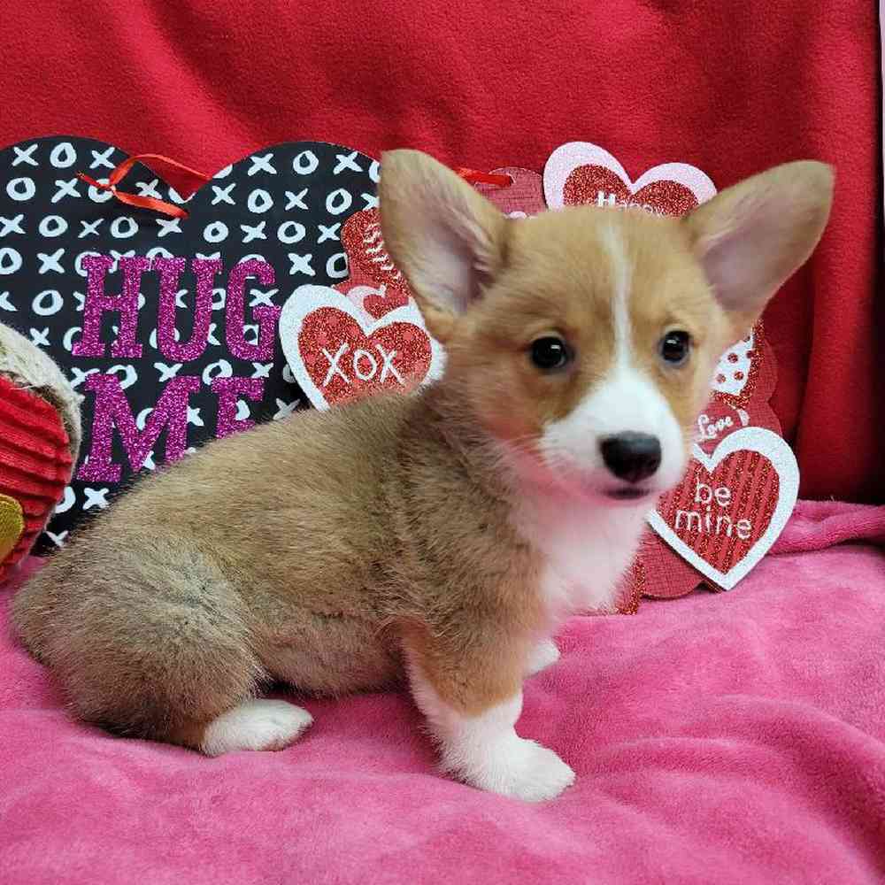 Female Pembroke Welsh Corgi Puppy for Sale in Virginia Beach, VA