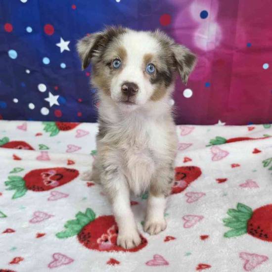 Mini Aussie