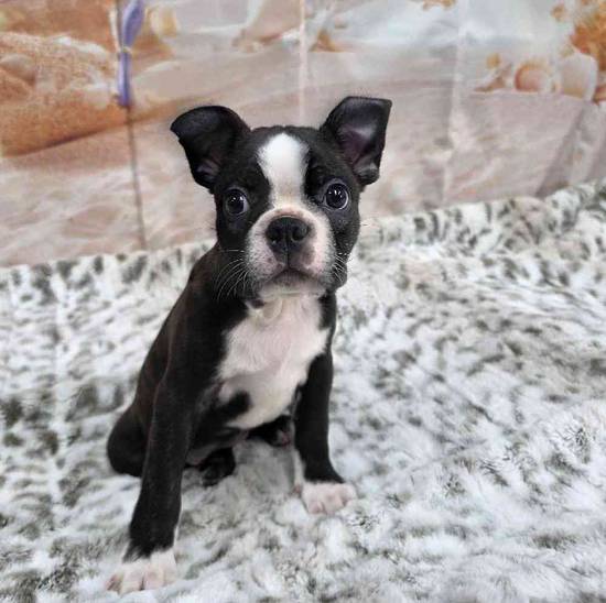 Boston Terrier