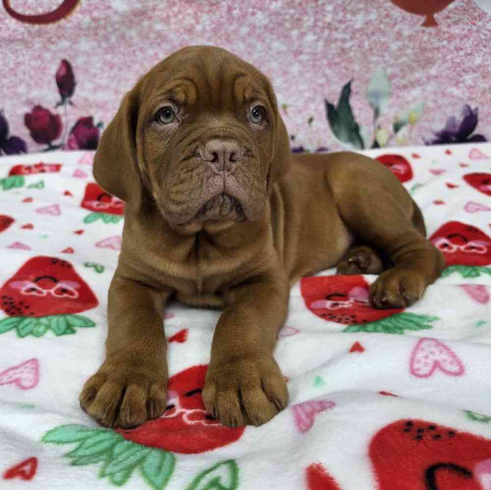 Male Dogue De Bordeaux Puppy for Sale in Virginia Beach, VA
