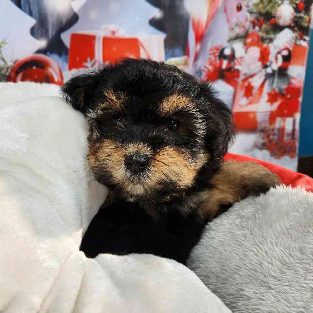 Female Morkie Puppy for Sale in Virginia Beach, VA
