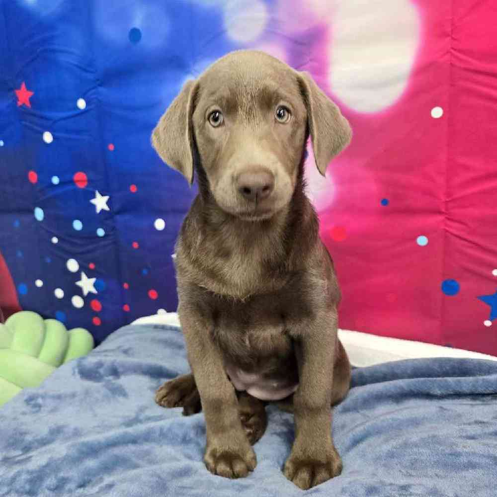 Female Labrador Retriever Puppy for Sale in Virginia Beach, VA