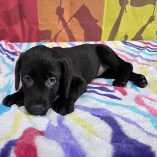 Labrador Retriever