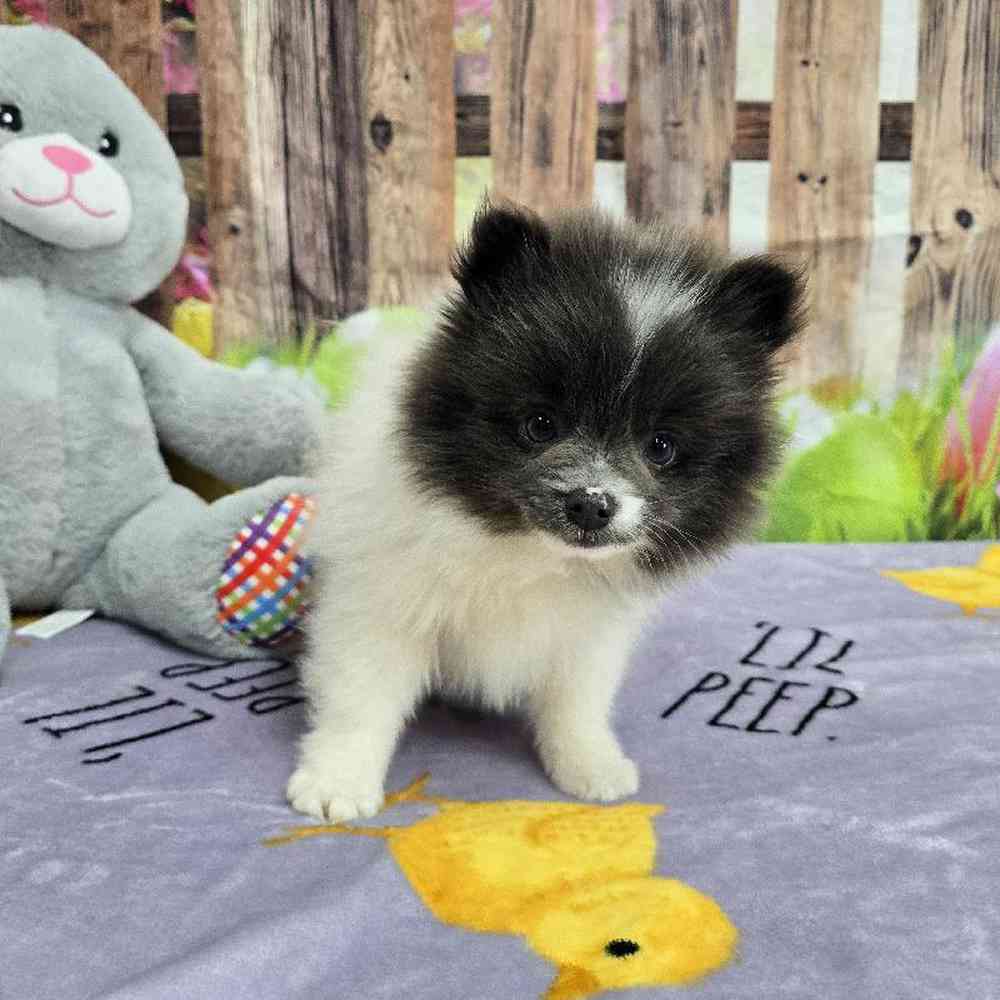 Male Pomeranian Puppy for Sale in Virginia Beach, VA