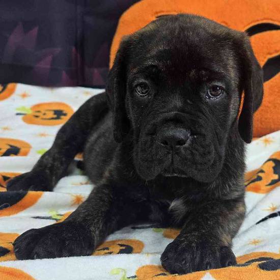 Cane Corso