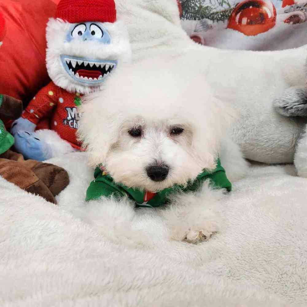 Male Bichon Puppy for Sale in Virginia Beach, VA
