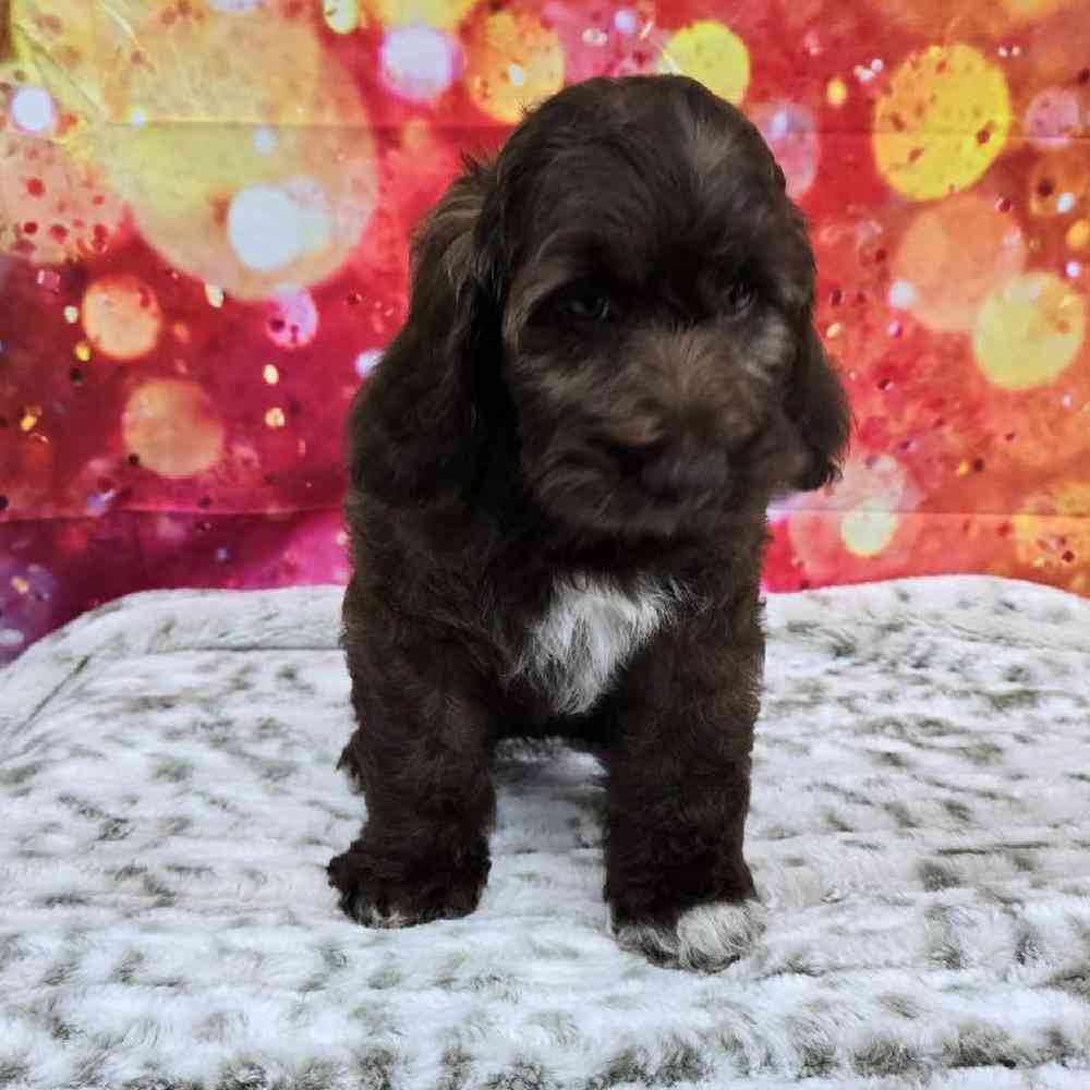 Female Cockapoo Puppy for Sale in Virginia Beach, VA