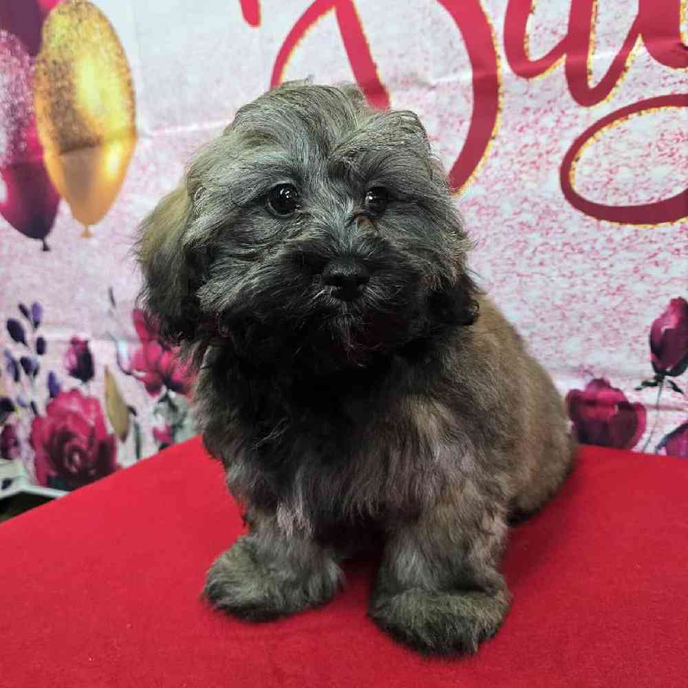 Male Shipoo Puppy for Sale in Virginia Beach, VA