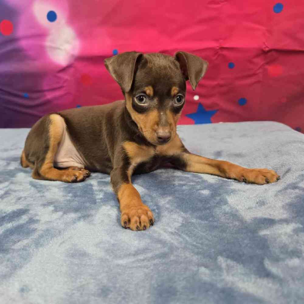 Male Min Pin Puppy for Sale in Virginia Beach, VA