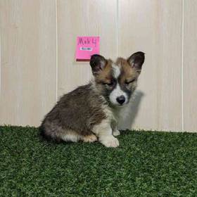 Pembroke Welsh Corgi