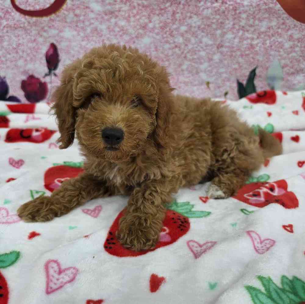 Image of a pet breed in the gallery