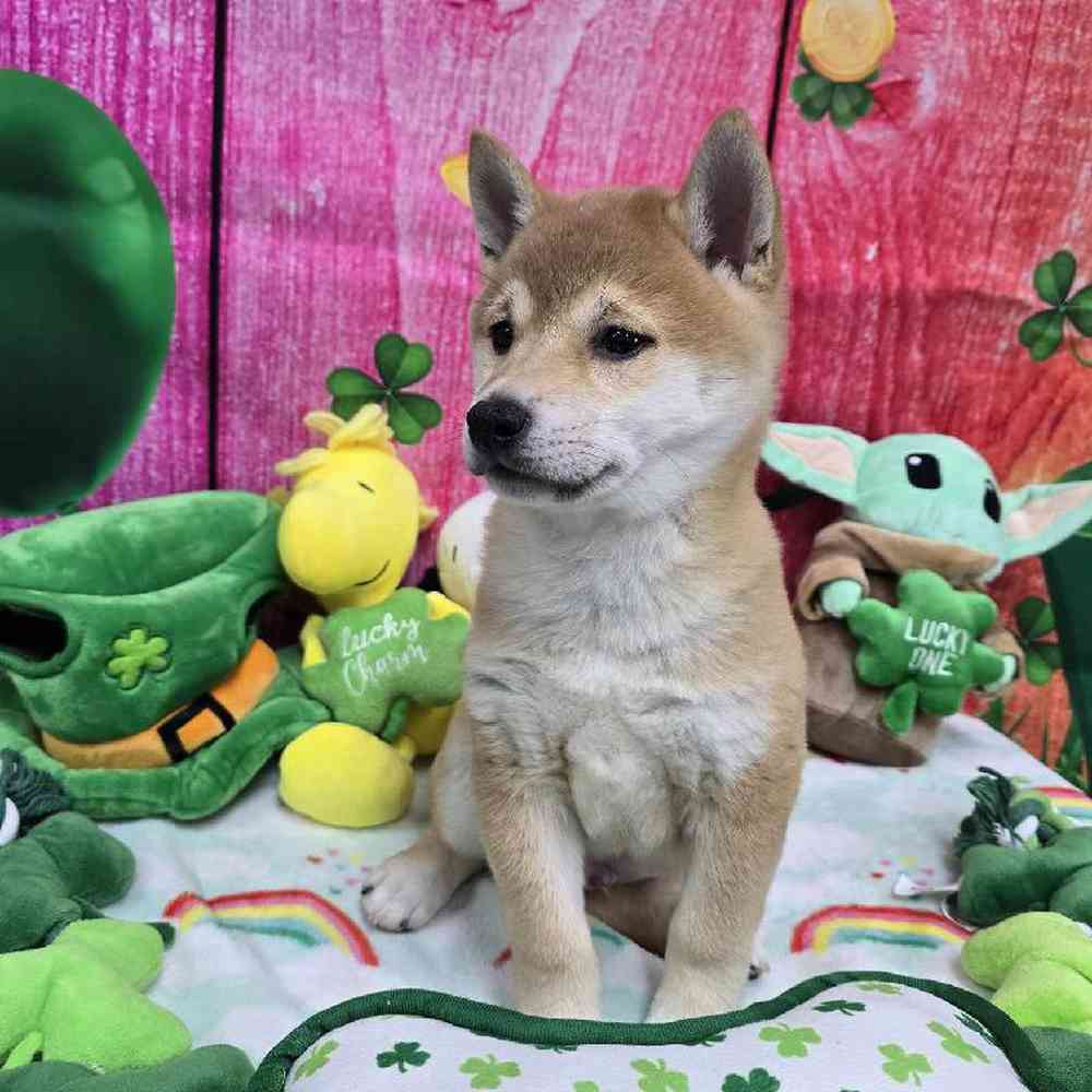 Male Shiba Inu Puppy for Sale in Virginia Beach, VA