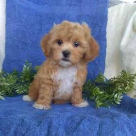 Shipoo