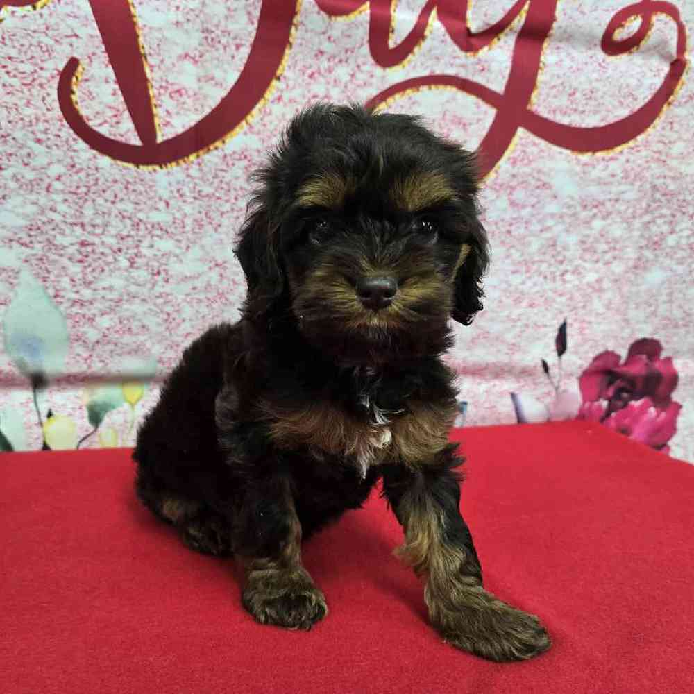 Female Cockapoo Puppy for Sale in Virginia Beach, VA