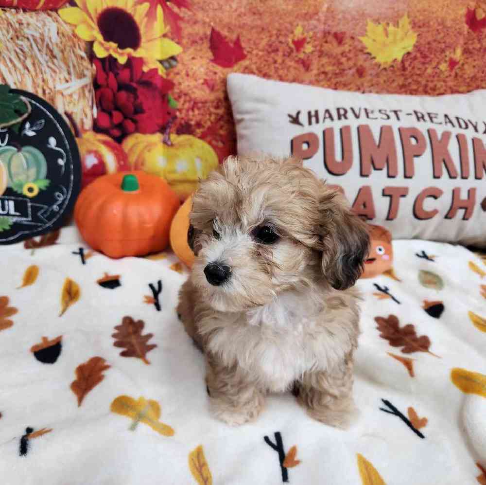 Male Bichonpoo Puppy for Sale in Virginia Beach, VA