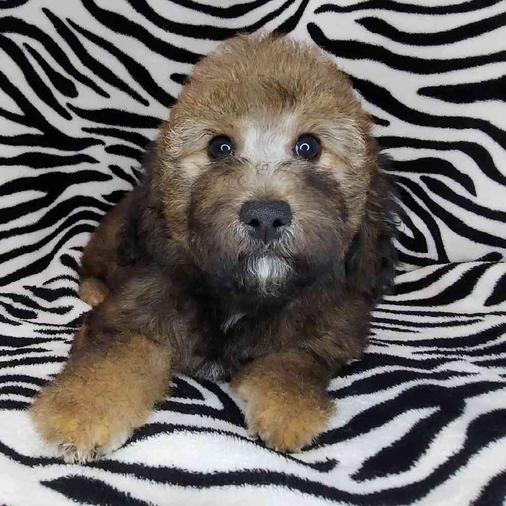 Female Mini Goldendoodle Puppy for sale