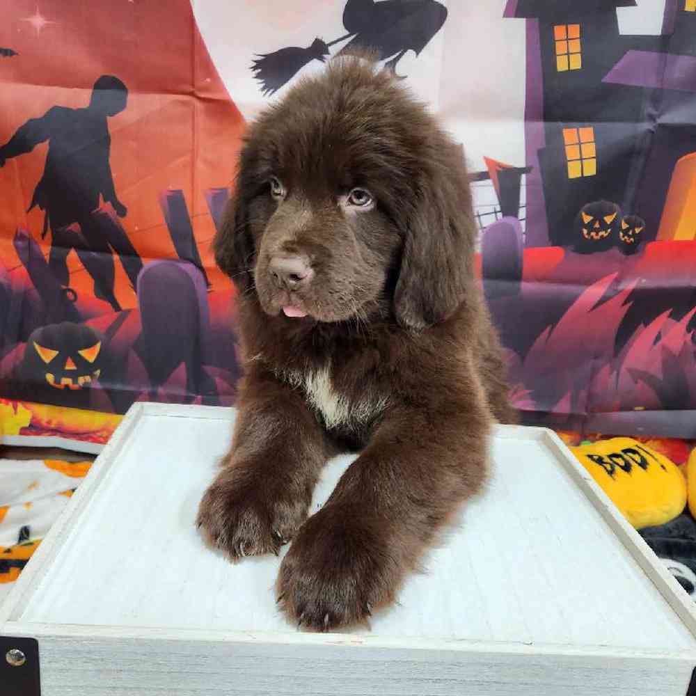 Male Newfoundland Puppy for Sale in Virginia Beach, VA