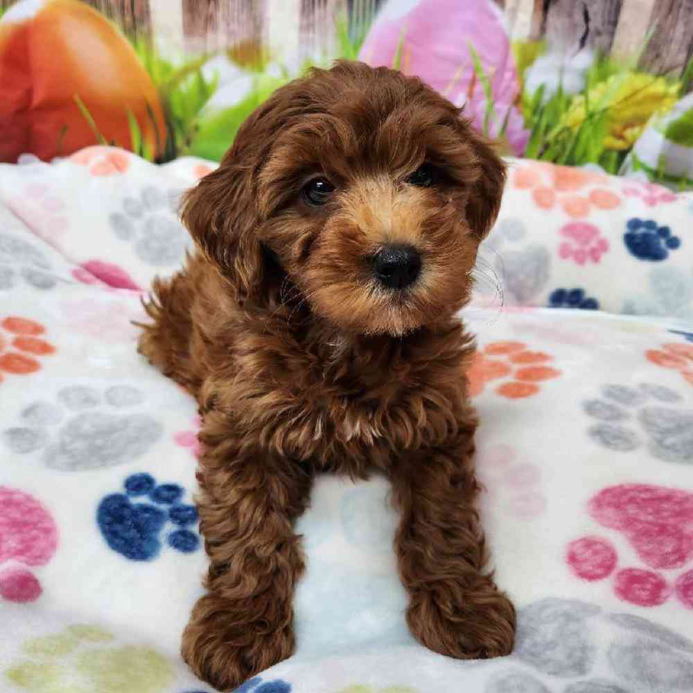 Female Mini Goldendoodle Puppy for Sale in Virginia Beach, VA