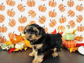 Yorkie