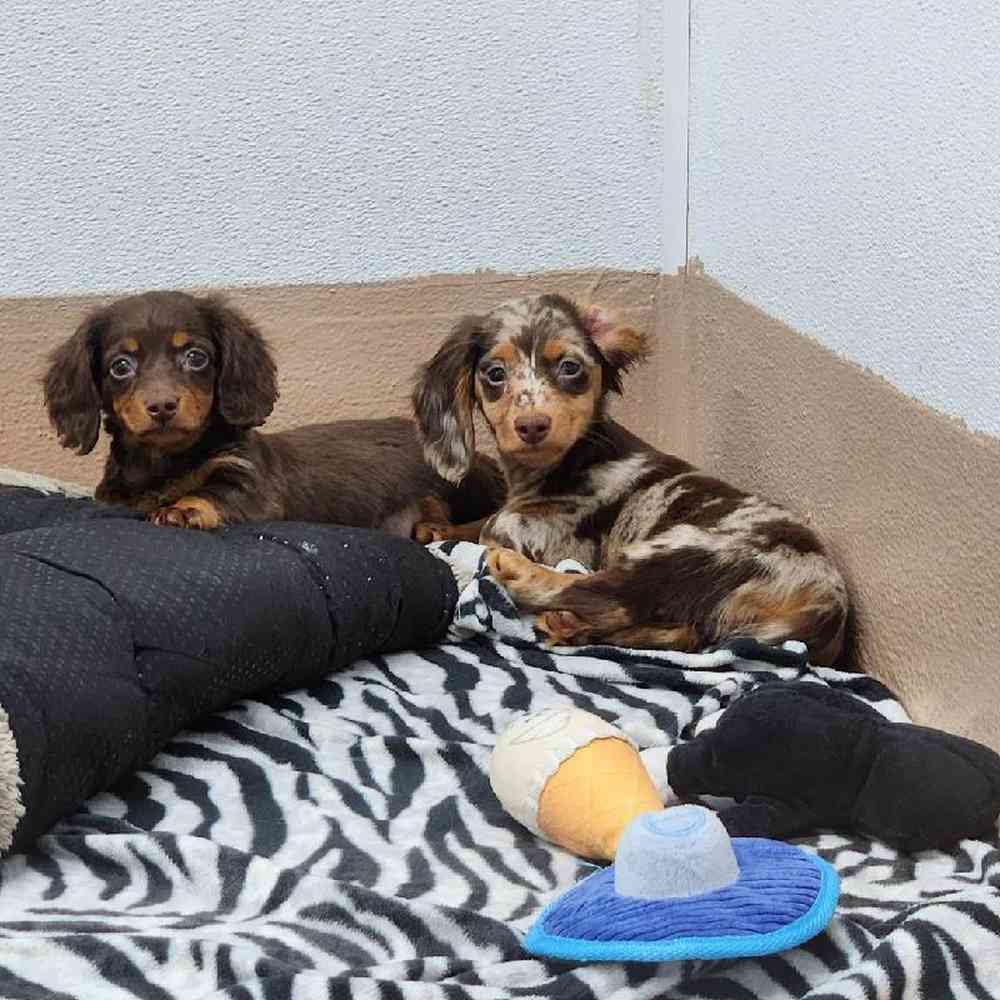 Female Dachshund Puppy for Sale in Virginia Beach, VA