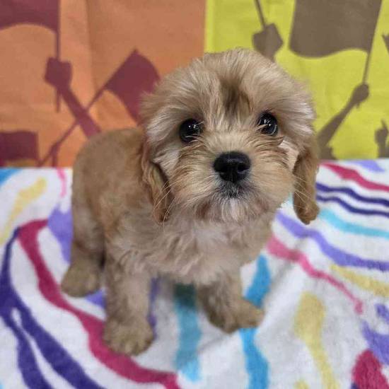 Cavapoo
