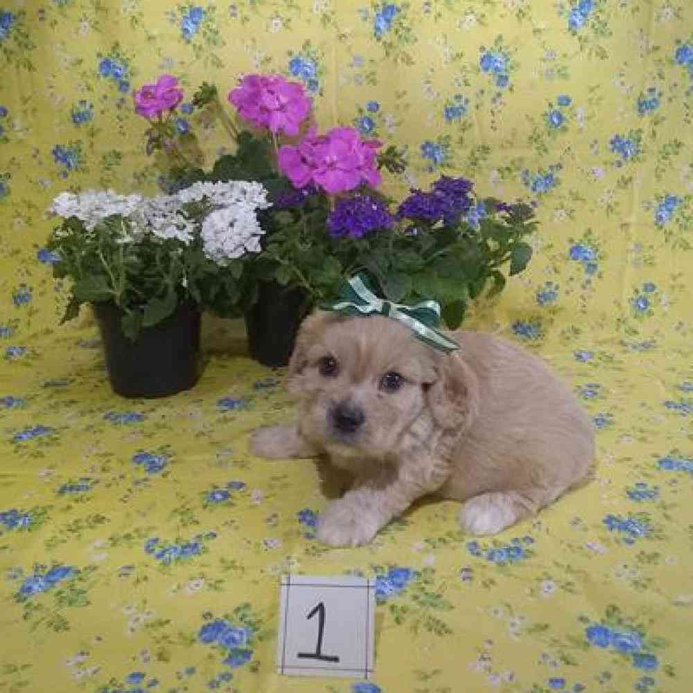 Male Cavachon Puppy for Sale in Virginia Beach, VA