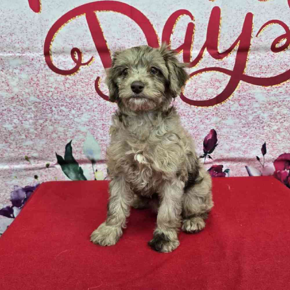 Female Havapoo Puppy for Sale in Virginia Beach, VA