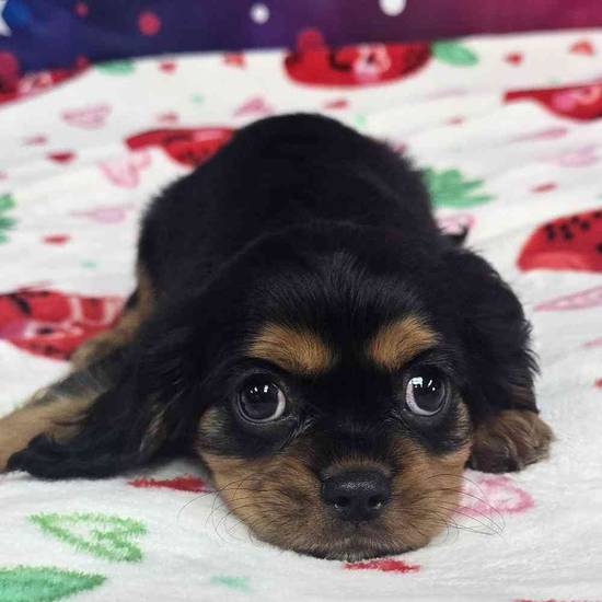 Cavalier King Charles Spaniel