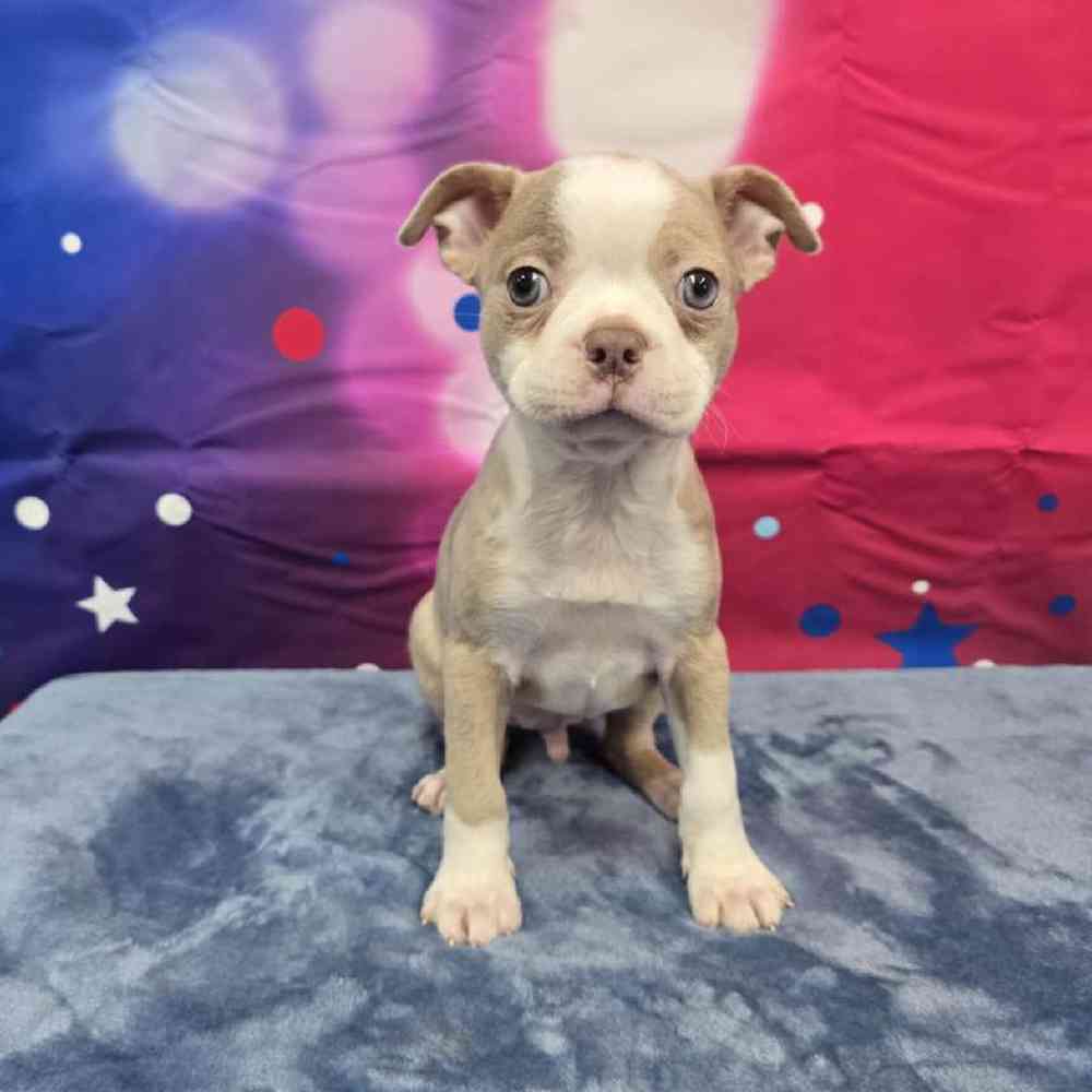Male Boston Terrier Puppy for Sale in Virginia Beach, VA