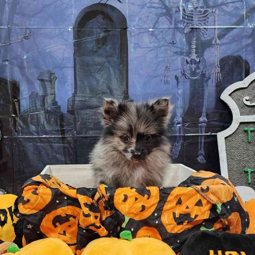 Female Pomeranian Puppy for sale