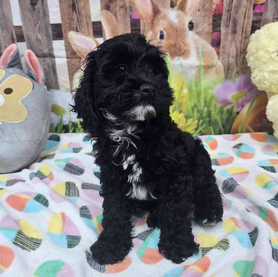 Cockapoo