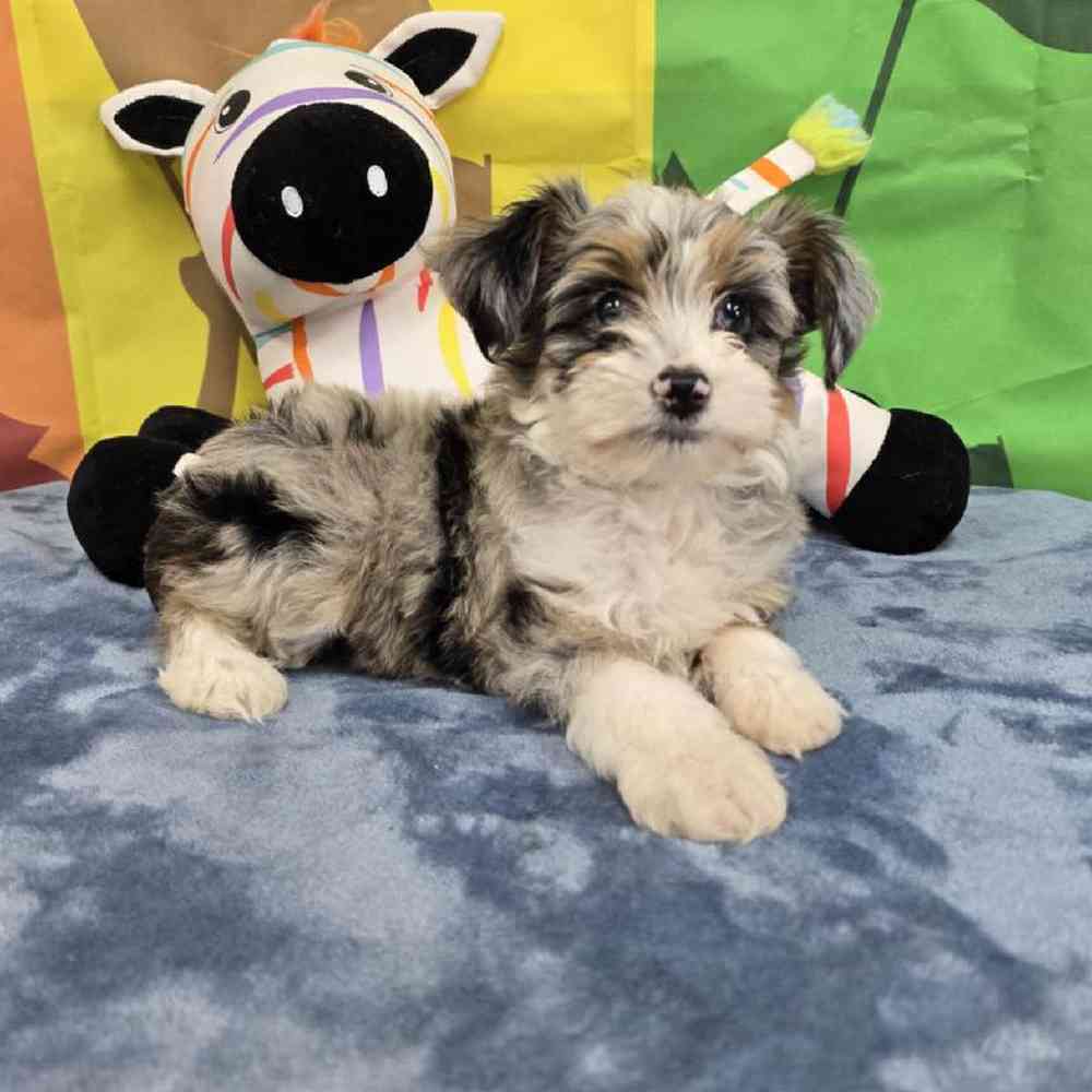 Female Mini Aussie Puppy for Sale in Virginia Beach, VA
