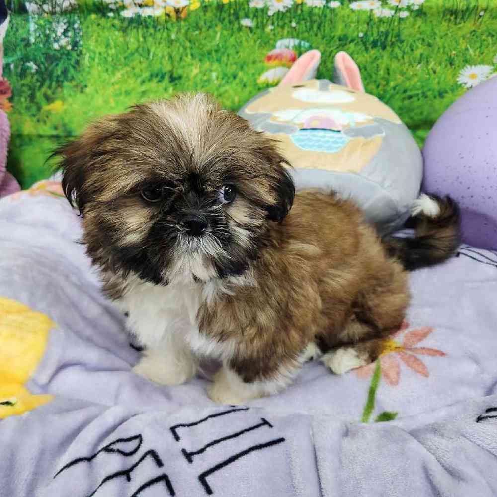 Male Shih Tzu Puppy for Sale in Virginia Beach, VA