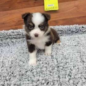 Mini Aussie