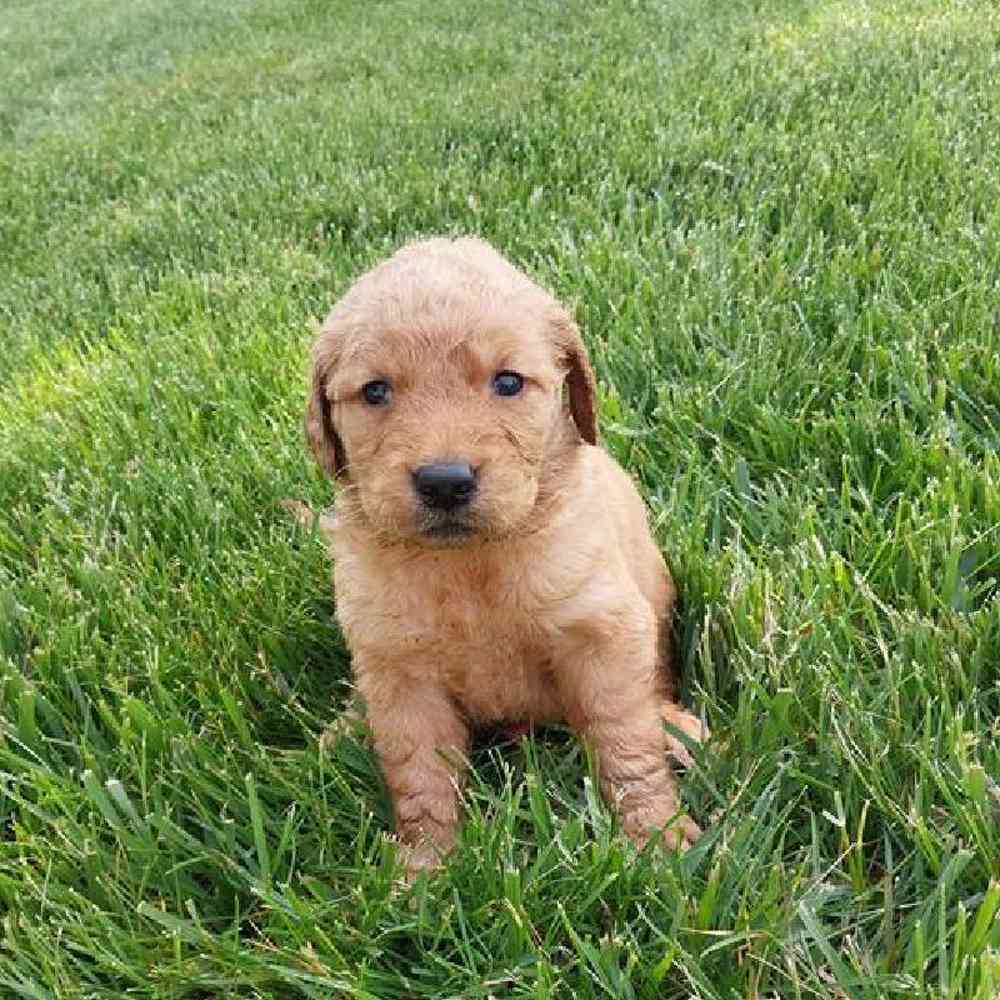 Female Golden Retriever Puppy for Sale in Virginia Beach, VA