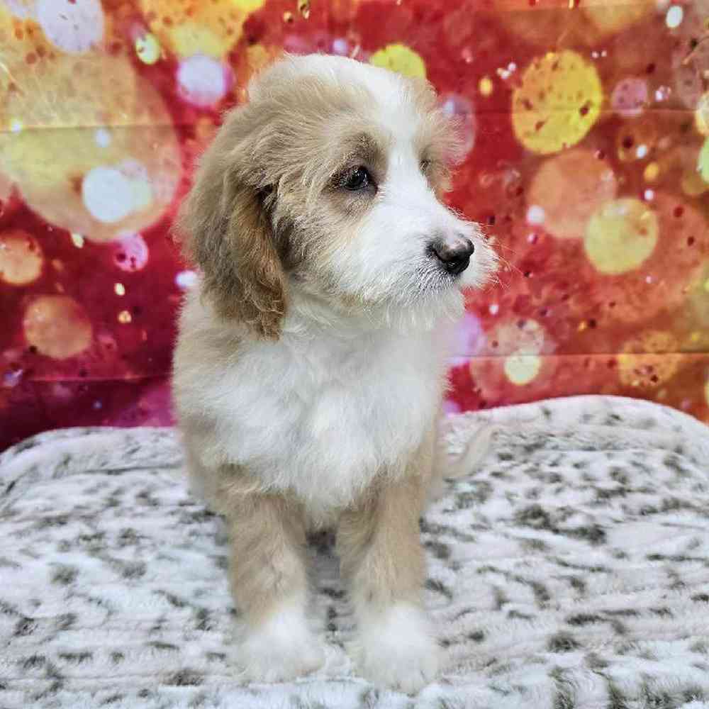 Male Mini Woodle Puppy for Sale in Virginia Beach, VA