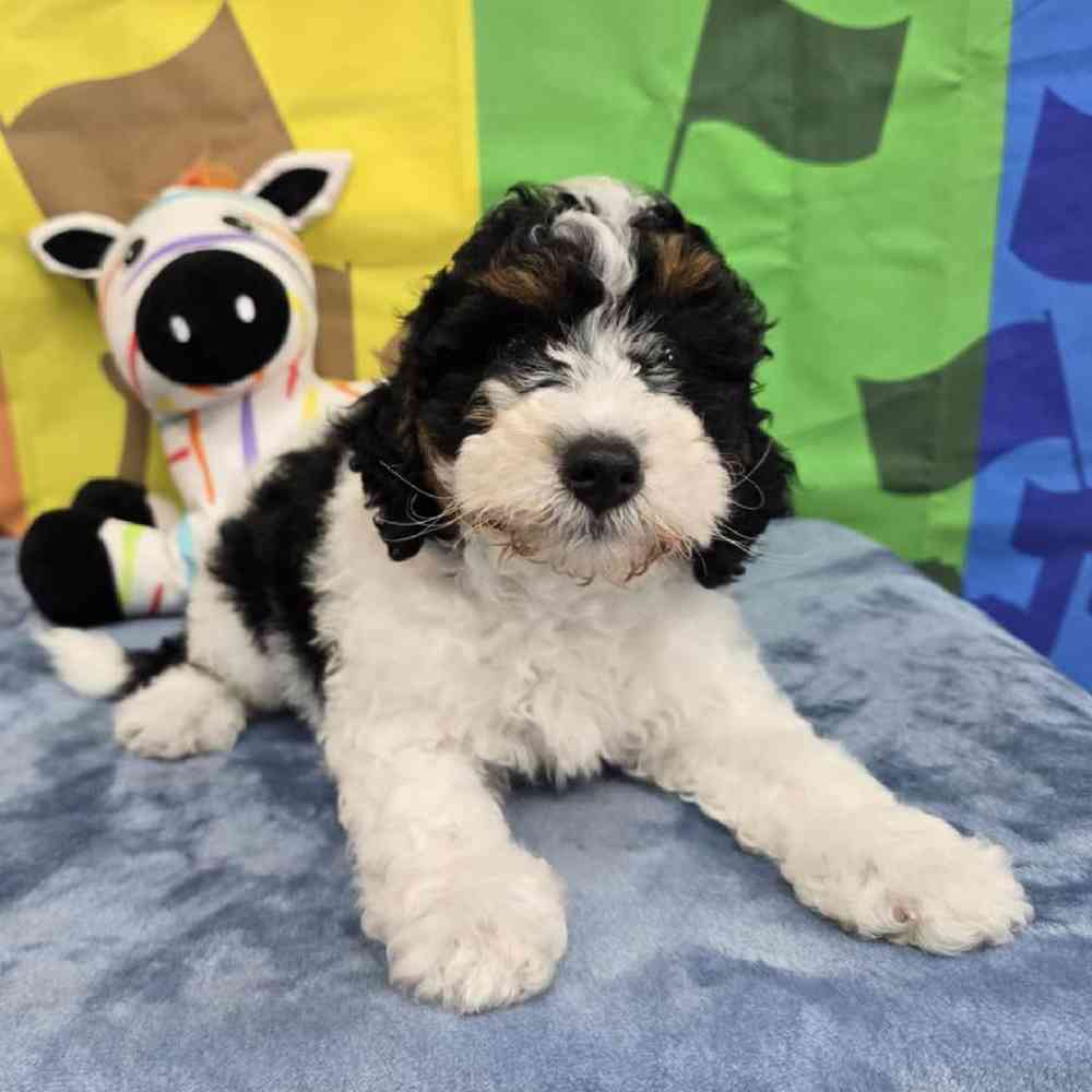 Male Mini Bernadoodle Puppy for Sale in Virginia Beach, VA