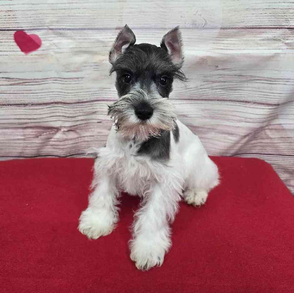 Male Mini Schnauzer Puppy for Sale in Virginia Beach, VA