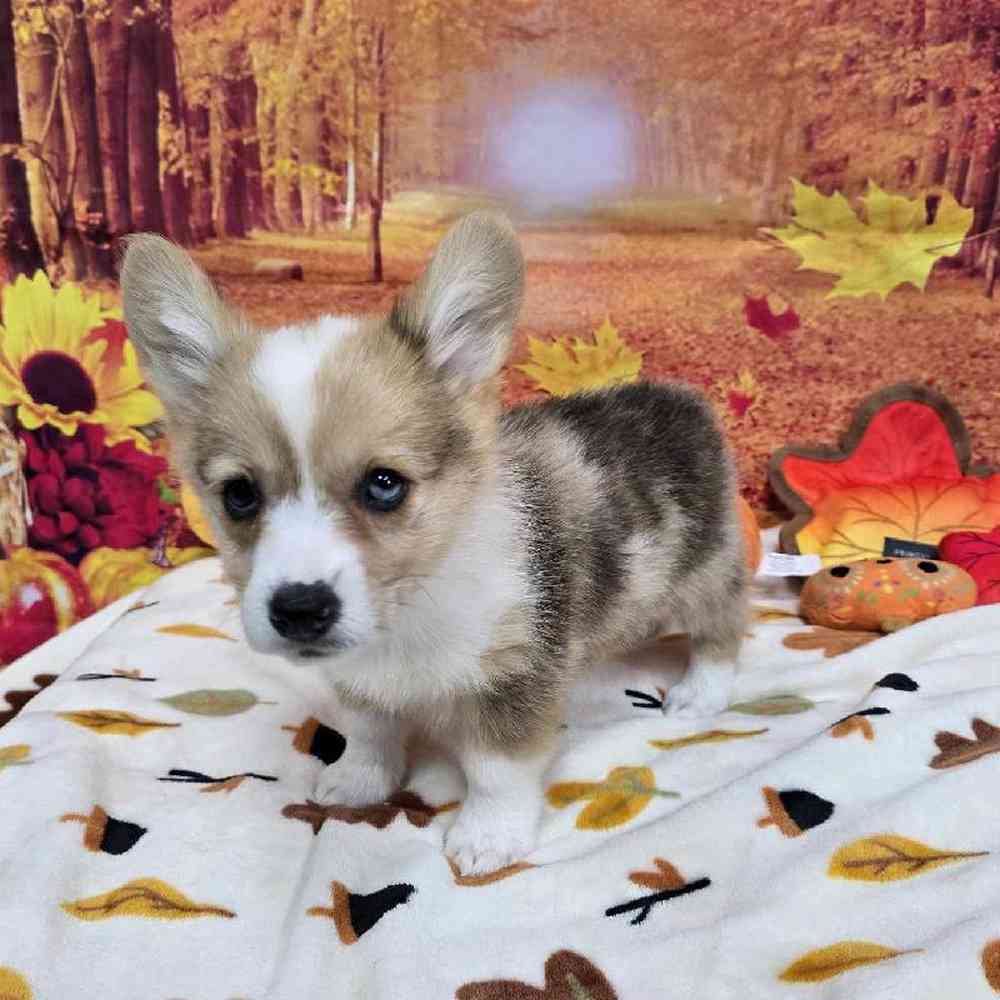 Male Pembroke Welsh Corgi Puppy for Sale in Virginia Beach, VA