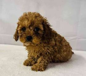 Cavapoo