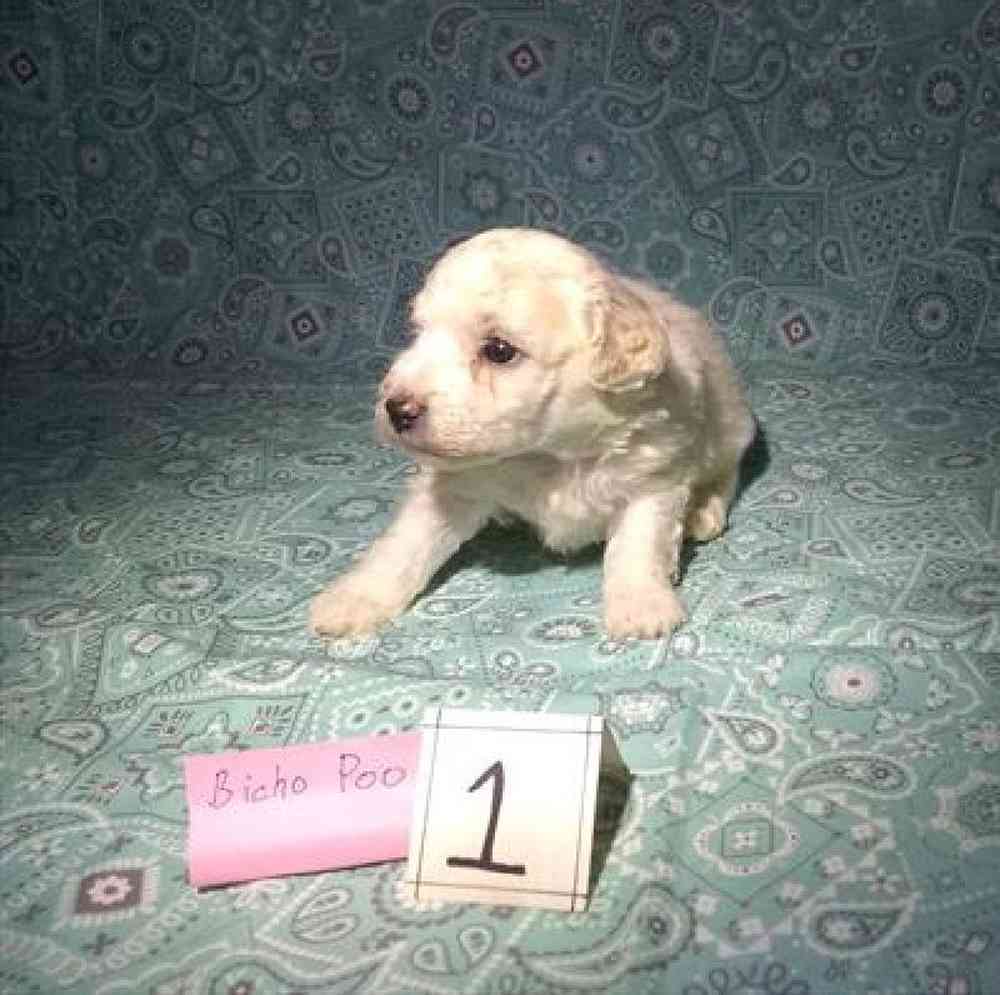 Male Bichonpoo Puppy for Sale in Virginia Beach, VA