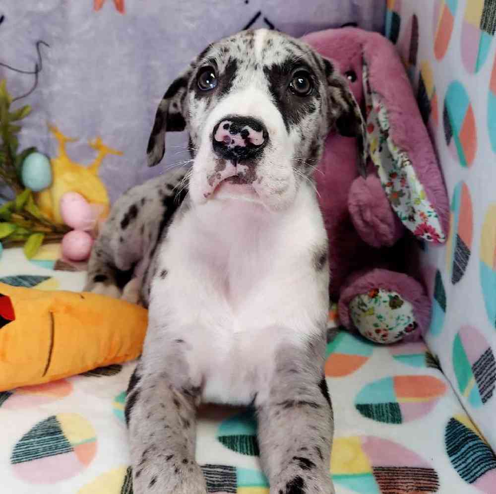 Male Great Dane Puppy for sale
