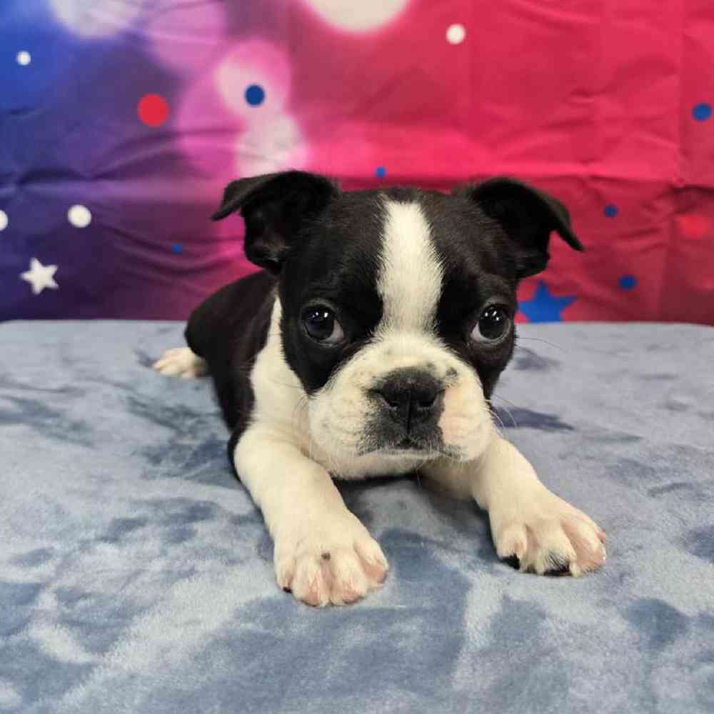 Male Frenchton Puppy for Sale in Virginia Beach, VA