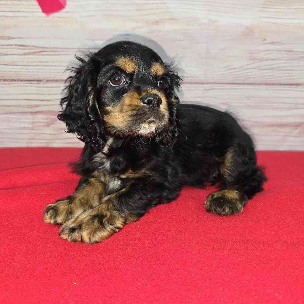 Male Cocker Spaniel Puppy for Sale in Virginia Beach, VA