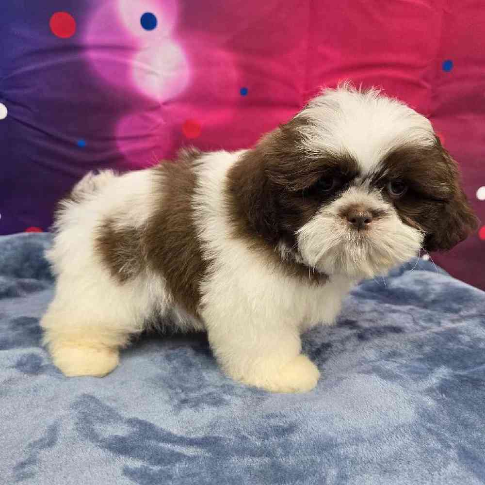 Male Shih Tzu Puppy for Sale in Virginia Beach, VA