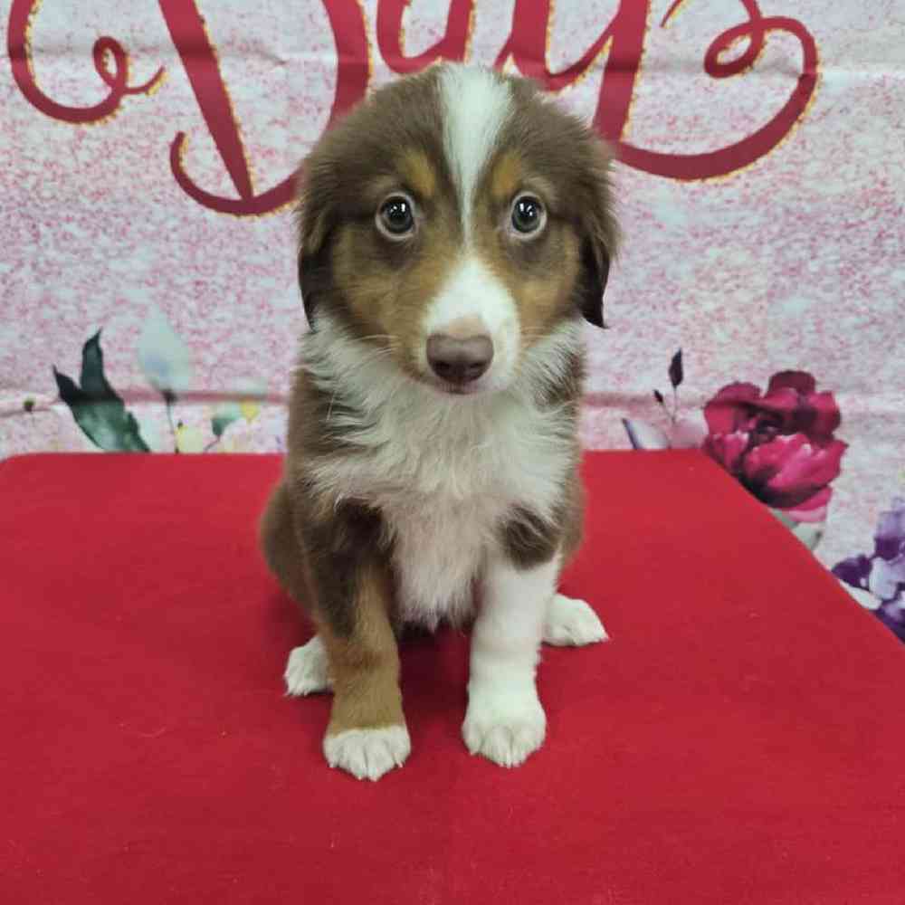 Female Mini Aussie Puppy for Sale in Virginia Beach, VA