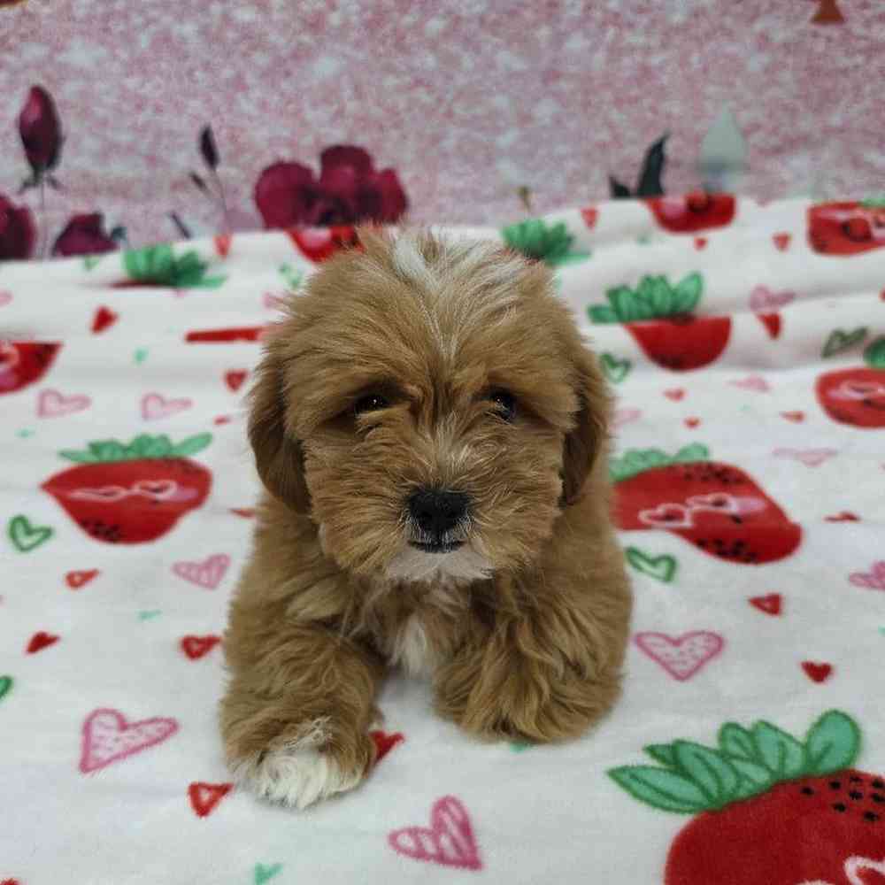 Female Shipoo Puppy for Sale in Virginia Beach, VA
