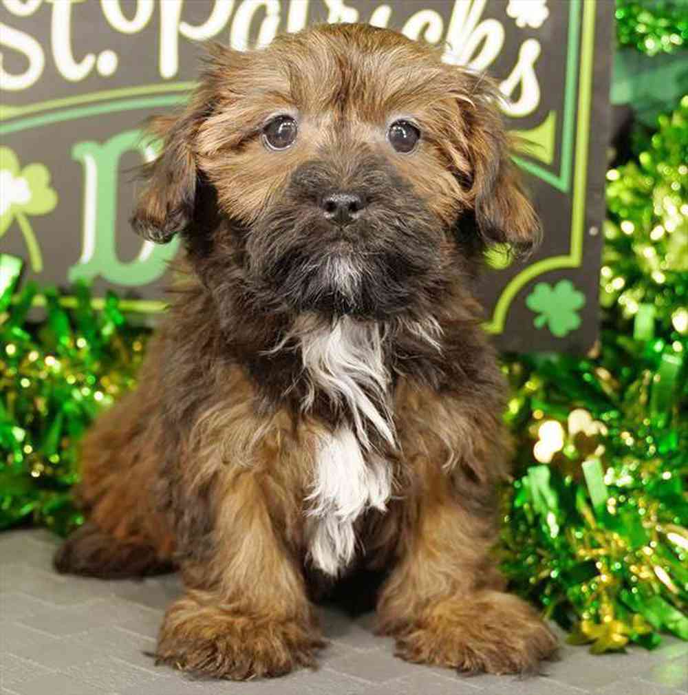 carousel pet images